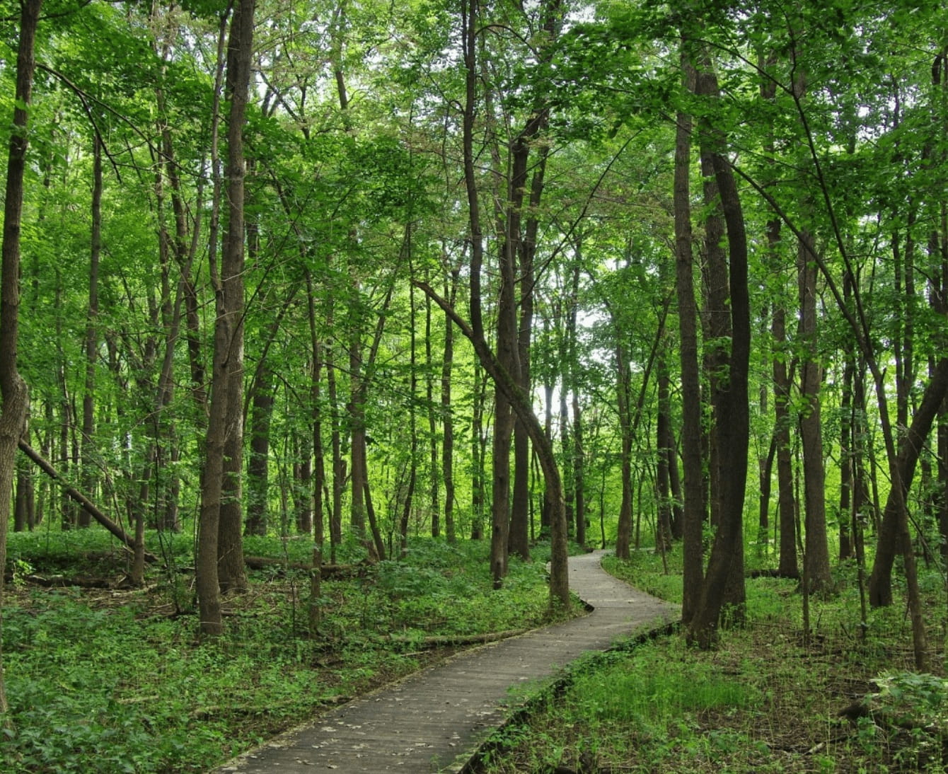 Forest paths in Ile Des Soeurs